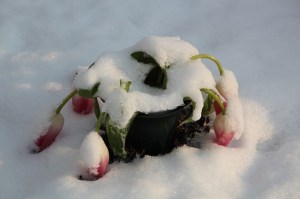 tulips frozen and bent in snow
